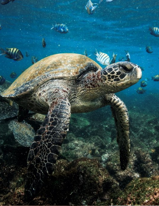 image of Galapagos Islands