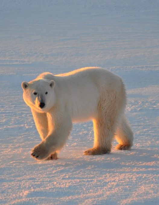 image of Churchill Polar Bears